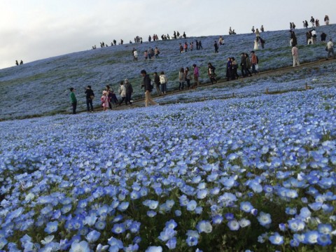 Nemophila